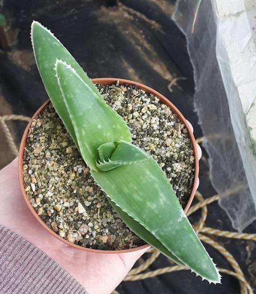 Aloe prinslooi