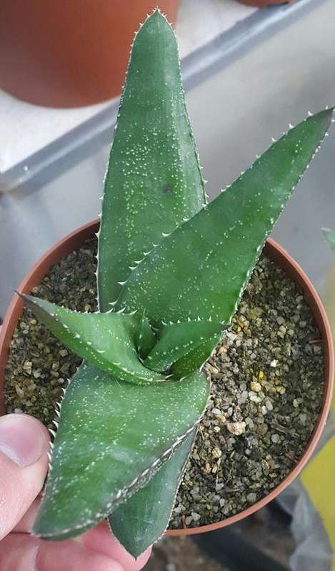 Aloe thorncroftii