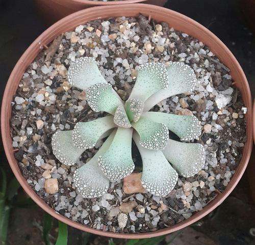Titanopsis calcarea