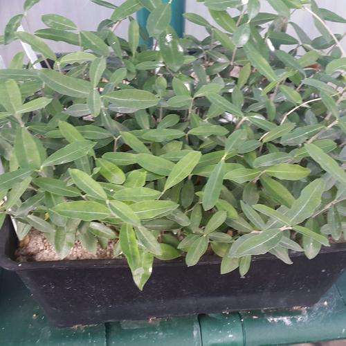 Fokea edulis
