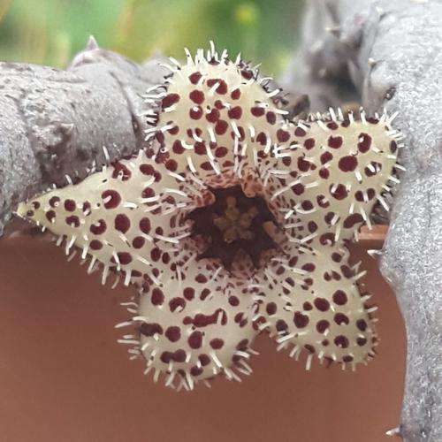 Stepelianthus madagascariensis