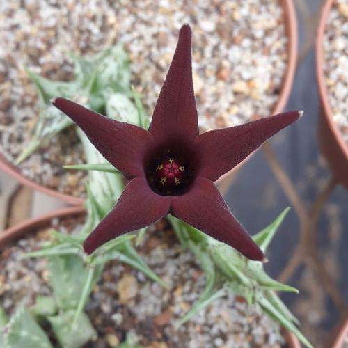 Orbea deflersiana