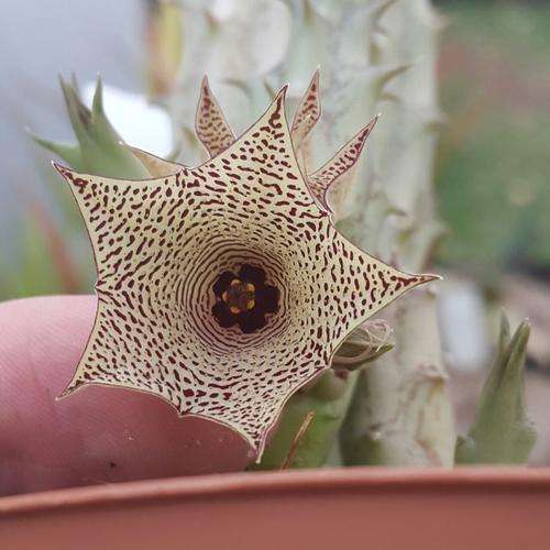 Huernia mccoyi