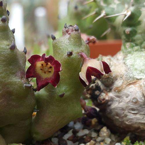 Beynesia lophophora