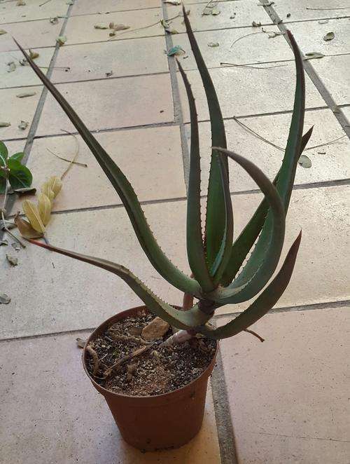Aloe castanea 3