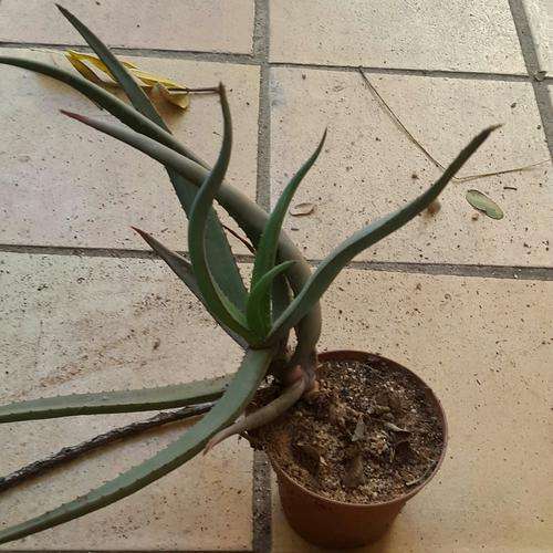 Aloe castanea 2