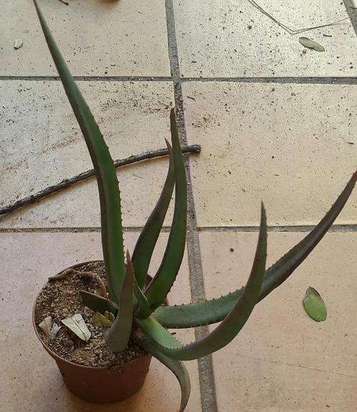 Aloe castanea 1