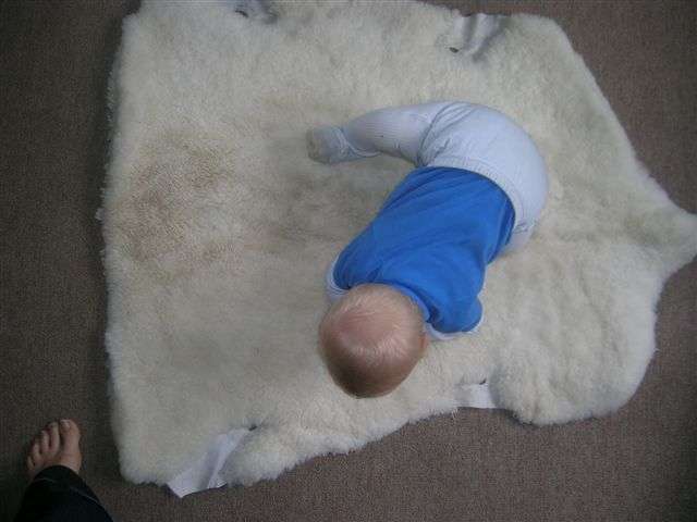 Baby Sheep skins