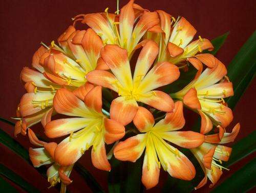 Mixed Clivia miniata Hybrids - 2007/2008 seedlings