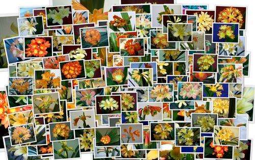 SPECIAL OFFER!! - HIGH QUALITY MIXED CLIVIA SEEDS