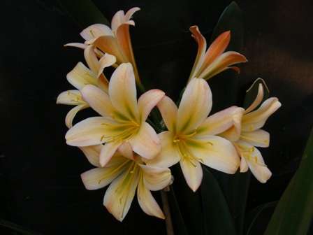 SPECIAL YEAR END MADNESS SALE: MIXED C. miniata 2007/8 SEEDLINGS