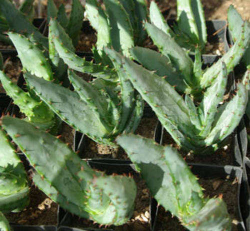 Aloe ferox plants