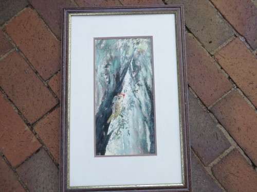 WATERCOLOUR OF CARDINAL WOODPEECER - URSULA OAKLEY - 180 X 365 MM - FRAME 390 X 590 MM - AS PER SCAN