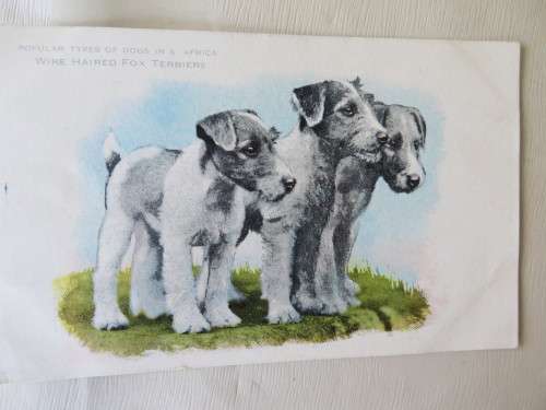 SUNLIGHT SOAP PICTURE POSTCARD - DOGS OF S.A. - WIRE HAIRED FOX TERRIERS -  AS PER SCAN