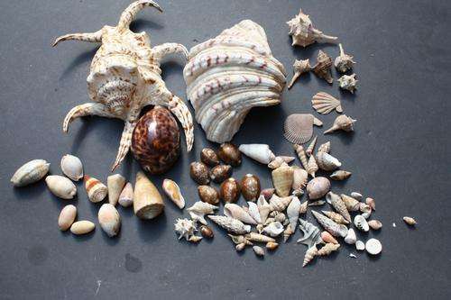A SELECTION OF SEA SHELLS AND SEA SNAILS - PLEASE HAVE A LOOK