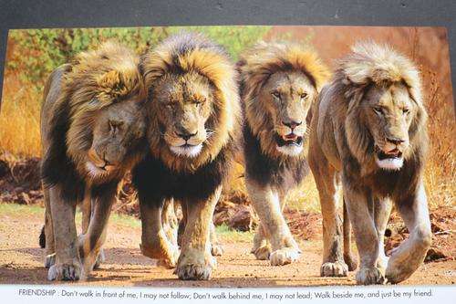 12 BEAUTIFUL WILDLIFE POSTERS - 600 X 340 MM - CLEARANCE SALE