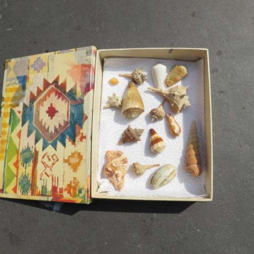 A BOX OF 15 VARIOUS SEA SHELLS - PLEASE HAVE A LOOK