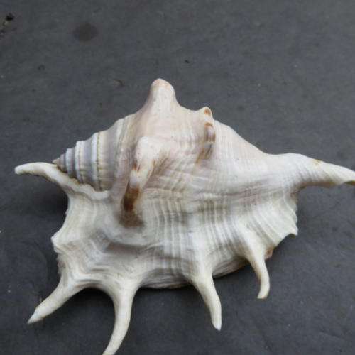 BEAUTIFUL SEA SHELL - APPR. 130 X 80 MM - PLEASE HAVE A LOOK
