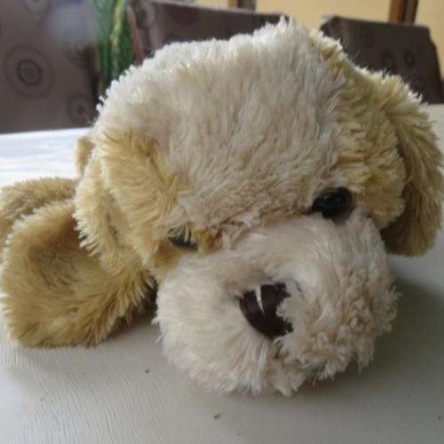 I AM A SAD LOOKING LITTLE DOG AND NEED LOVE AND A NEW HOME - 260 MM