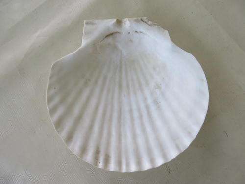SEA SHELL APPR. 140 X 135 MM - AS PER SCAN