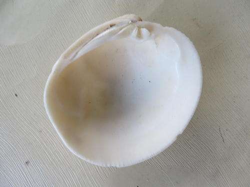 SEA SHELL - APRR. 65 X 60 MM