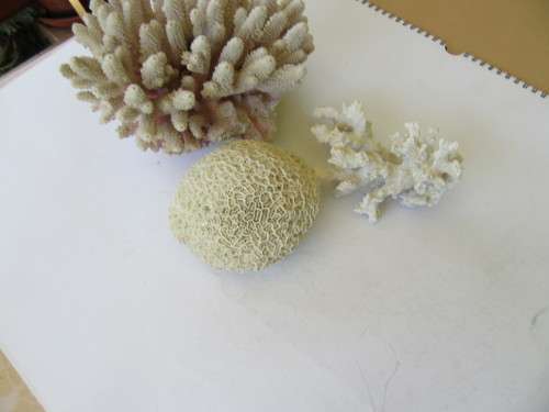 THREE VARIOUS CORALS - APPR. 90 AND 120 MM DIAM. AND APPR. 180 X 130 MM - AS PER SCAN