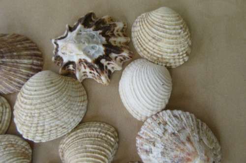A SELECTION OF SMALL SEA SHELLS - AS PER SCAN