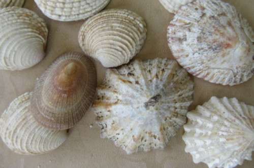 A SELECTION OF SMALL SEA SHELLS - AS PER SCAN