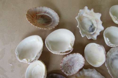 A SELECTION OF SMALL SEA SHELLS - AS PER SCAN