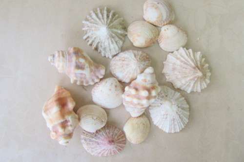 A SELECTION OF SMALL SEA SHELLS - AS PER SCAN