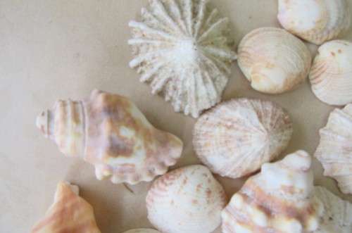 A SELECTION OF SMALL SEA SHELLS - AS PER SCAN