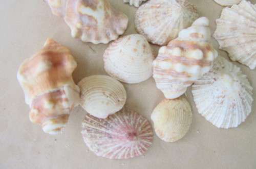 A SELECTION OF SMALL SEA SHELLS - AS PER SCAN