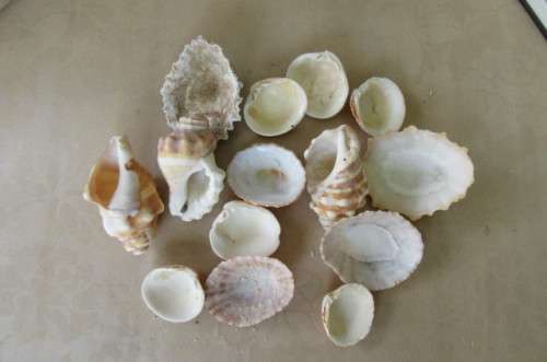 A SELECTION OF SMALL SEA SHELLS - AS PER SCAN