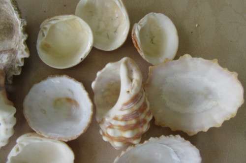 A SELECTION OF SMALL SEA SHELLS - AS PER SCAN