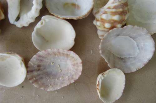 A SELECTION OF SMALL SEA SHELLS - AS PER SCAN
