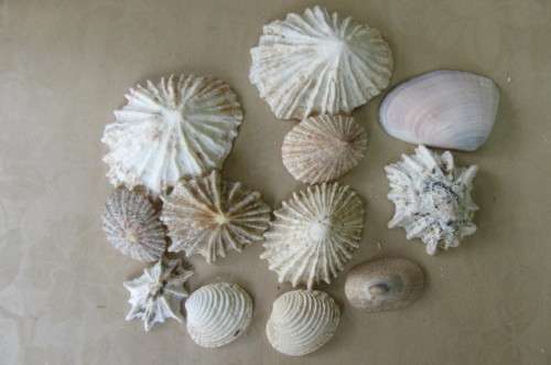 A SELECTION OF SMALL SEA SHELLS - AS PER SCAN