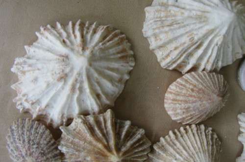 A SELECTION OF SMALL SEA SHELLS - AS PER SCAN