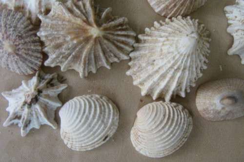 A SELECTION OF SMALL SEA SHELLS - AS PER SCAN
