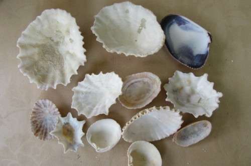 A SELECTION OF SMALL SEA SHELLS - AS PER SCAN