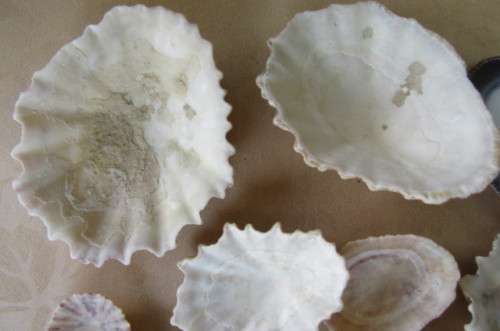 A SELECTION OF SMALL SEA SHELLS - AS PER SCAN