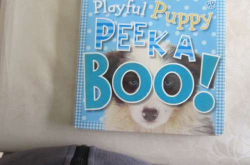 PLAYFUL PUPPY - PEEK A BOO