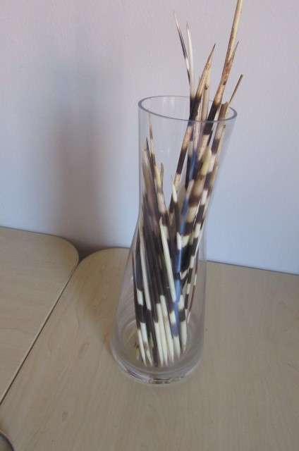GLASS VASE AND 46 PORCUPINE QUILLS - 135 - 305 MM -BID PER ITEM