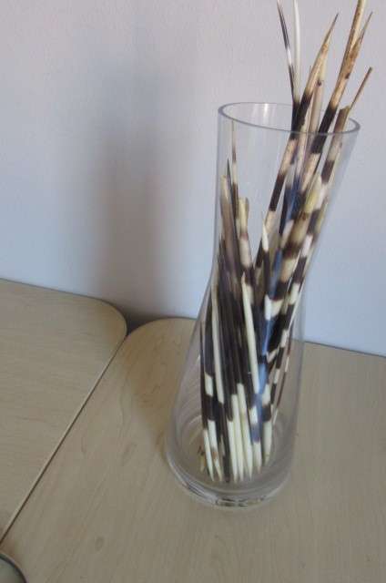 GLASS VASE AND 46 PORCUPINE QUILLS - 135 - 305 MM -BID PER ITEM