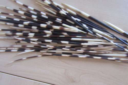 GLASS VASE AND 46 PORCUPINE QUILLS - 135 - 305 MM -BID PER ITEM