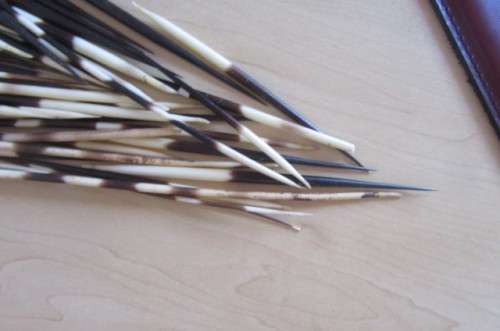 GLASS VASE AND 46 PORCUPINE QUILLS - 135 - 305 MM -BID PER ITEM