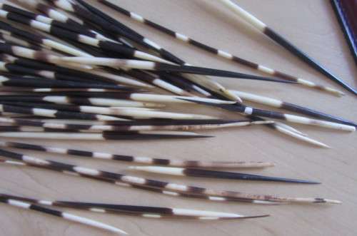 GLASS VASE AND 46 PORCUPINE QUILLS - 135 - 305 MM -BID PER ITEM