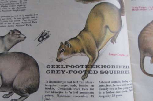 VINTAGE SOUTH AFRICAN ANIMAL GUIDE-A PUBLICATION OF THENATIONAL PARKS BOARD OF TRUSTEES OF THE