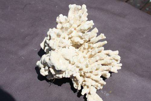 CORAL - 100 X120 X 70 MM