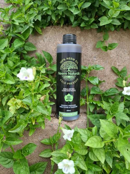 Neem oil 100% Pure Cold Pressed concentrate 250ml (makes up to 50 litres)