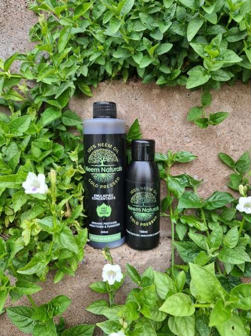 Neem oil 100% Pure Cold Pressed concentrate 2 litre